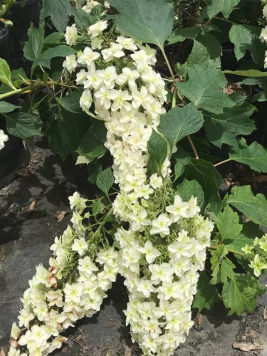 Tölgylevelű hortenzia - Hydrangea Quercifolia "Snowcicle"