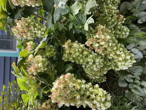 Tölgylevelű hortenzia - Hydrangea Quercifolia "Snowcicle"