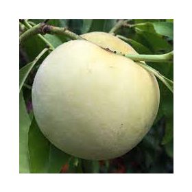 Balkon gyümölcsfa - Jégbarack "Ice Peach"