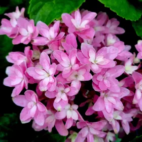  Kerti hortenzia - Hydrangea macrophylla 'Magical Farfalla"