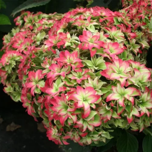 Kerti hortenzia - Hydrangea macrophylla 'Magical Farfalla"