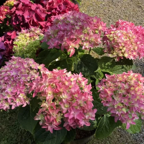 Kerti hortenzia - Hydrangea macrophylla 'Magical Farfalla"
