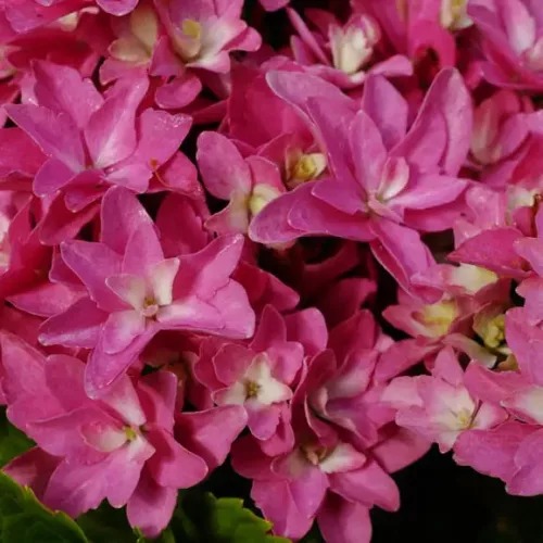 Kerti hortenzia - Hydrangea macrophylla 'Magical Farfalla"