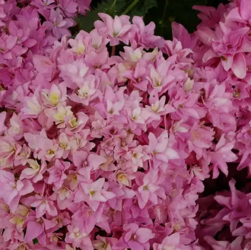 Kerti hortenzia - Hydrangea macrophylla 'Magical Farfalla"