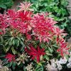 Japán babérhanga - Pieris japonica "Forest Flame"