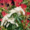 Japán babérhanga - Pieris japonica "Forest Flame"