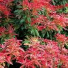 Japán babérhanga - Pieris japonica "Forest Flame"