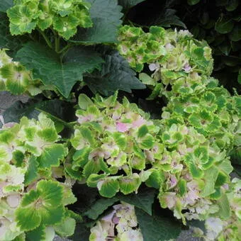 Akciós KERTI HORTENZIA " Rembrandt " - HYDRANGEA MACROPHYLLA
