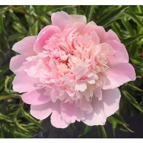   Paeonia Lactiflora - Illatos virágú bazsarózsa - világos rózsaszín-K1