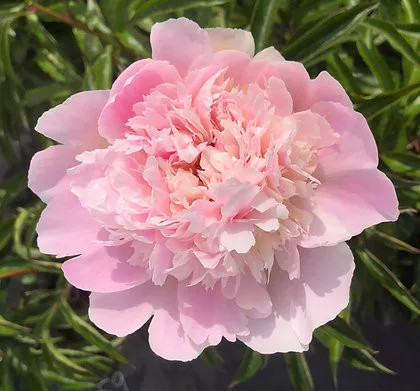 Paeonia Lactiflora - Illatos virágú bazsarózsa - világos rózsaszín-K1