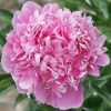 Paeonia Lactiflora - Illatos virágú bazsarózsa - világos rózsaszín-K1