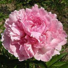 Paeonia Lactiflora - Illatos virágú bazsarózsa - világos rózsaszín-K1