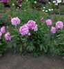 Paeonia Lactiflora - Illatos virágú bazsarózsa - világos rózsaszín-K1