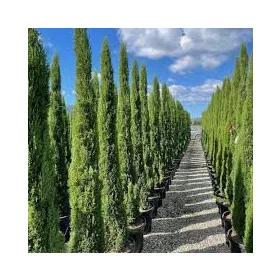 Európai ciprus - Cupressus Sempervirens "Totem"
