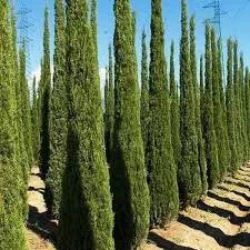 Európai ciprus - Cupressus Sempervirens "Totem"