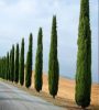 Európai ciprus - Cupressus Sempervirens "Totem"