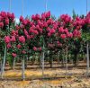 Törzses Kínai selyemmírtusz - Lagerstroemia indica "Magic Pink" K3