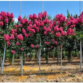   Törzses Kínai selyemmírtusz - Lagerstroemia indica "Magic Pink" K3