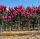 Törzses Kínai selyemmírtusz - Lagerstroemia indica "Magic Pink" K3
