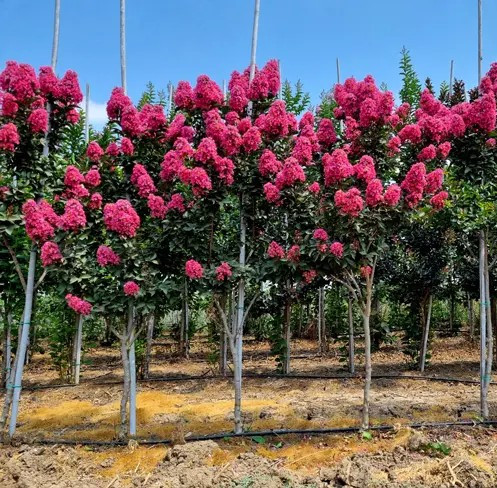 Törzses Kínai selyemmírtusz - Lagerstroemia indica "Magic Pink" K3