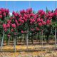 Törzses Kínai selyemmírtusz - Lagerstroemia indica "Magic Pink" K3