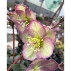 Hunyor - Helleborus "Star of Passion"- P14