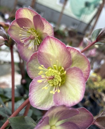 Hunyor - Helleborus "Star of Passion"- P14