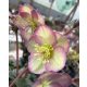 Hunyor - Helleborus "Star of Passion"- P14