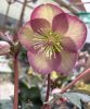 Hunyor - Helleborus "Star of Passion"- P14