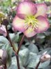 Hunyor - Helleborus "Star of Passion"- P14