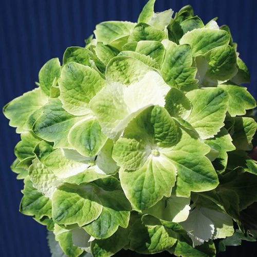 Mágikus Hortenzia - Hydrangea macrophylla "Magical Wings" K4 