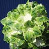 Mágikus Hortenzia - Hydrangea macrophylla "Magical Wings" K4 