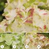 Mágikus Hortenzia - Hydrangea macrophylla "Magical Wings" K4 
