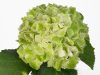 Mágikus Hortenzia - Hydrangea macrophylla "Magical Wings" K4 