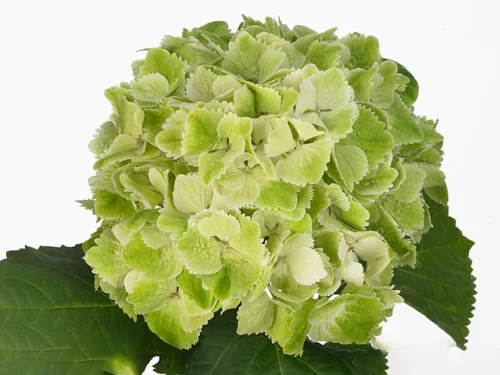 Mágikus Hortenzia - Hydrangea macrophylla "Magical Wings" K4 