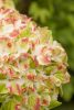 Mágikus Hortenzia - Hydrangea macrophylla "Magical Wings" K4 