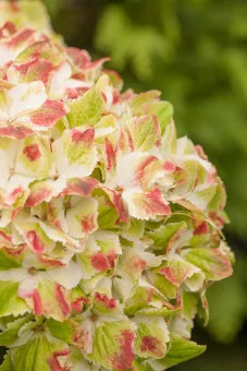 Mágikus Hortenzia - Hydrangea macrophylla "Magical Wings" K4 