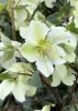 Hunyor - Helleborus Frostkiss " Molly's White" 