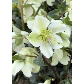   Hunyor - Helleborus Frostkiss " Molly's White" 
