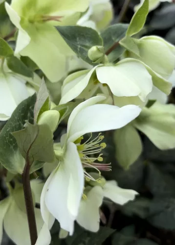 Hunyor - Helleborus Frostkiss " Molly's White" 
