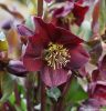 Helleborus "Star of Love" - Hunyor