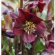 Helleborus "Star of Love" - Hunyor