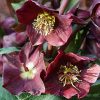 Helleborus "Star of Love" - Hunyor