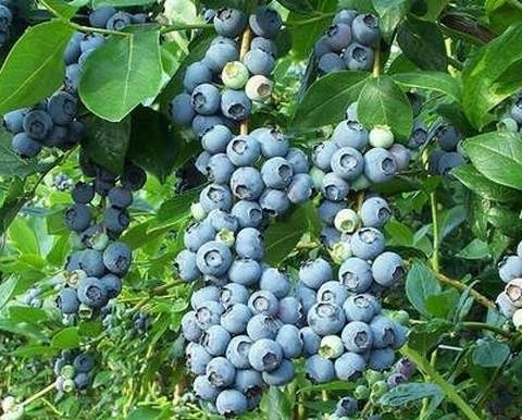 Áfonya - VACCINIUM CORYMBOSUM "Patriot"