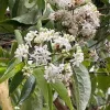 Hétfiúvirág - Heptacodium miconioides K3