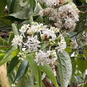 Hétfiúvirág - Heptacodium miconioides K3