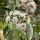 Hétfiúvirág - Heptacodium miconioides K3