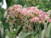 Hétfiúvirág - Heptacodium miconioides K3