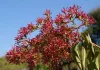 Hétfiúvirág - Heptacodium miconioides K3