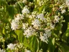Hétfiúvirág - Heptacodium miconioides K3